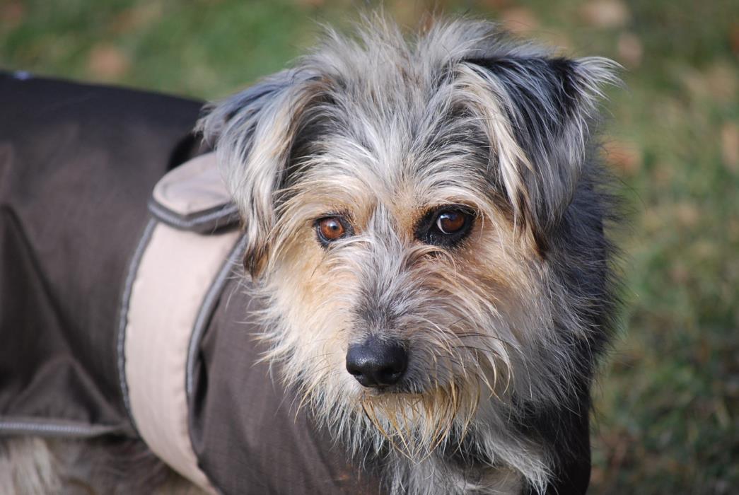 Adopt Reese a Black - with Tan, Yellow or Fawn Terrier (Unknown Type