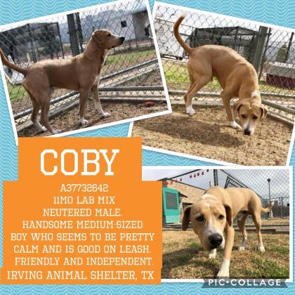 Adopt Coby a Tan/Yellow/Fawn Labrador Retriever / Mixed dog in Irving