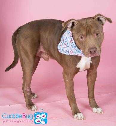 Adopt Bow a Brown/Chocolate American Pit Bull Terrier / Mixed dog in Irving