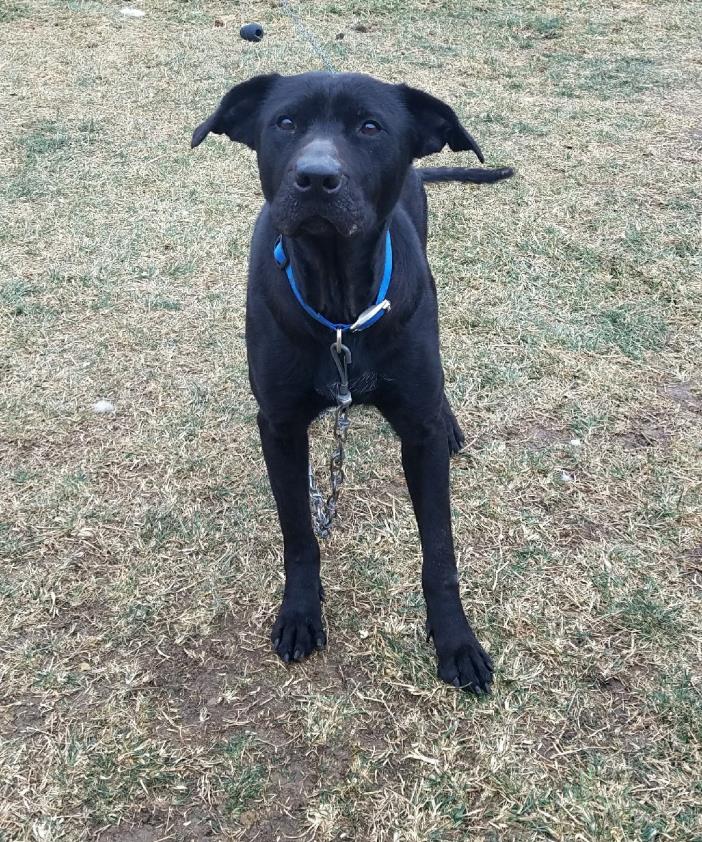 Adopt Lana a Black Labrador Retriever / Mixed dog in Moberly, MO (20493210)