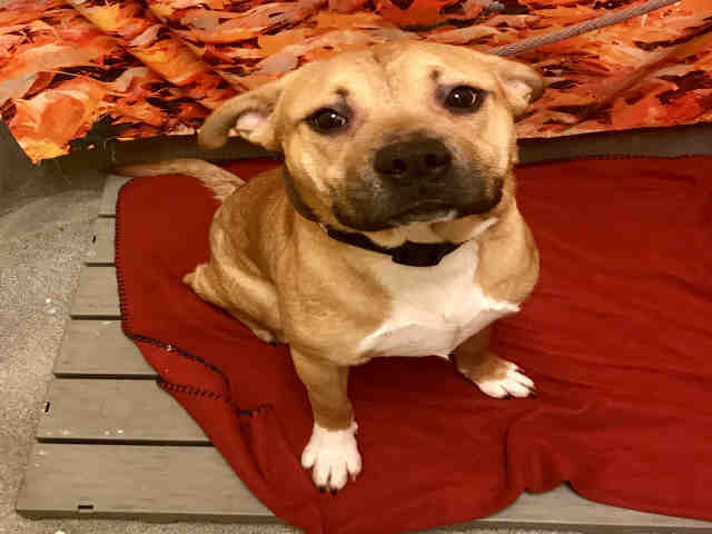 Adopt CHATO a Tan/Yellow/Fawn - with White Mastiff / American Pit Bull Terrier /