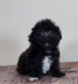 Morkie PUPPY FOR SALE ADN-120353 - Adorable Morkie Puppies Ready to go CUTE
