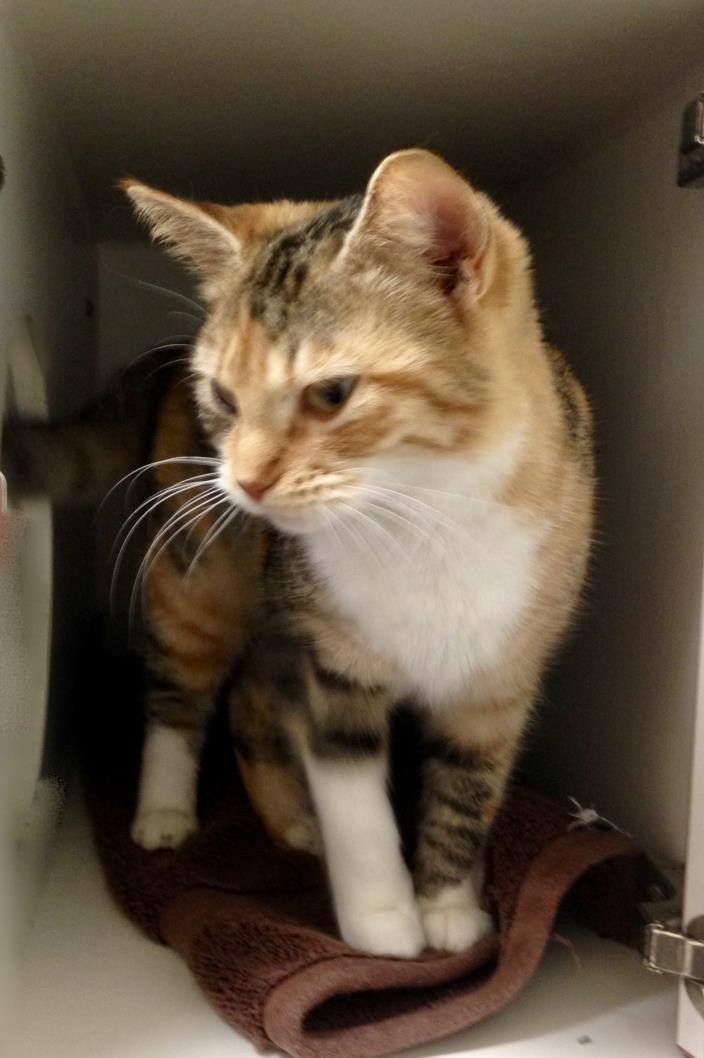 Adopt BLOSSOM a Calico or Dilute Calico Calico (short coat) cat in Putnam Hall