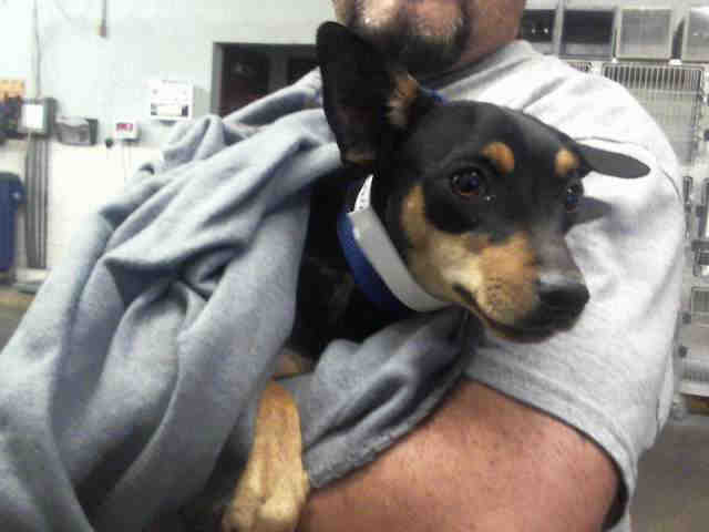 Adopt a Brown/Chocolate - with Black Miniature Pinscher / Mixed dog in Mesa