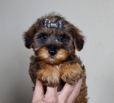 Morkie PUPPY FOR SALE ADN-120351 - Adorable Morkie Puppies Ready to go CUTE