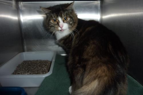 Adopt 116664 a Brown Tabby Domestic Longhair / Mixed (long coat) cat in Olympia