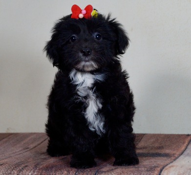 Morkie PUPPY FOR SALE ADN-120352 - Adorable Morkie Puppies Ready to go CUTE
