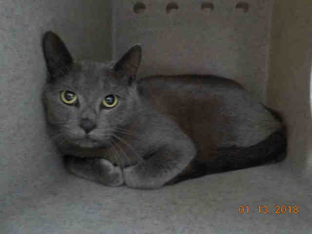 Adopt a Gray or Blue Domestic Shorthair / Mixed (short coat) cat in Fort