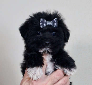 Morkie PUPPY FOR SALE ADN-120350 - Adorable Morkie Puppies Ready to go CUTE