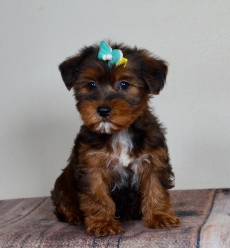 Morkie PUPPY FOR SALE ADN-120349 - Adorable Morkie Puppies Ready to go CUTE