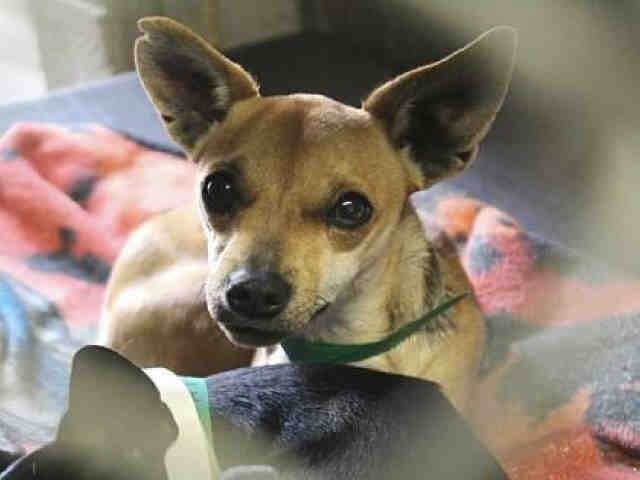 Adopt a Tan/Yellow/Fawn Miniature Pinscher / Mixed dog in Mesa, AZ (20547722)