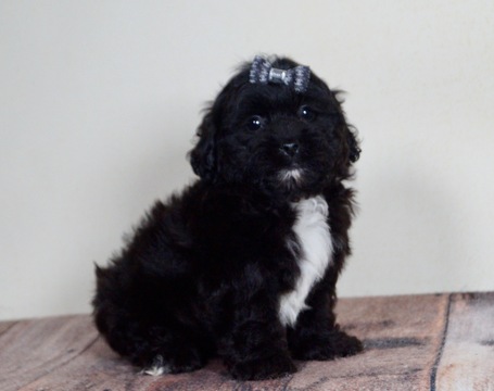 Morkie PUPPY FOR SALE ADN-120347 - Adorable Morkie Puppies Ready to go CUTE