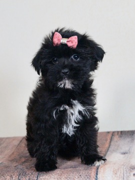 Morkie PUPPY FOR SALE ADN-120346 - Adorable Morkie Puppies Ready to go CUTE