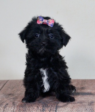 Morkie PUPPY FOR SALE ADN-120348 - Adorable Morkie Puppies Ready to go CUTE