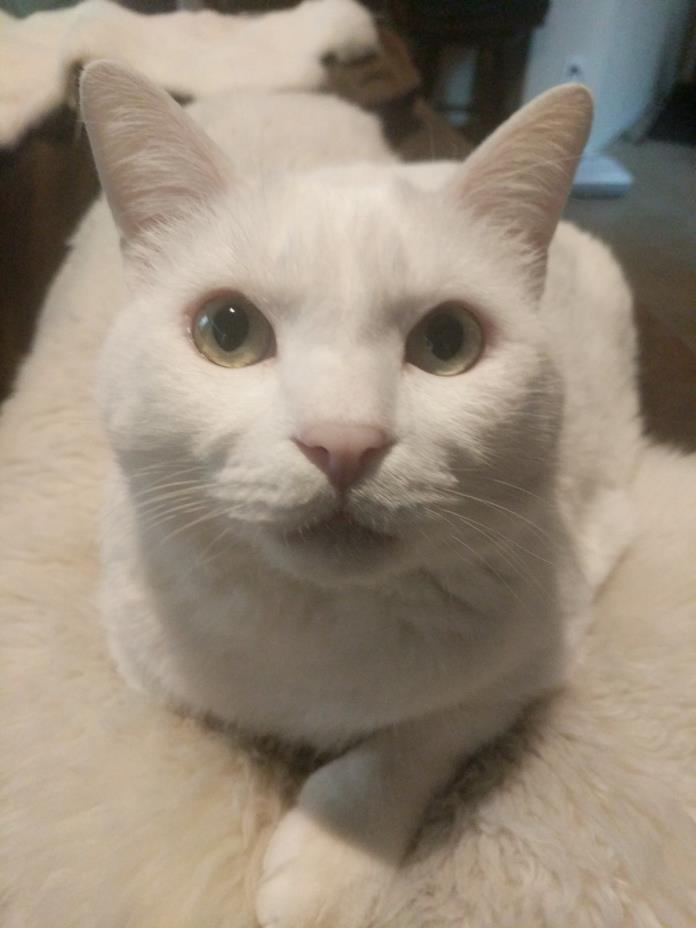 Adopt Scruffy a White Domestic Shorthair / Mixed (short coat) cat in Las Vegas