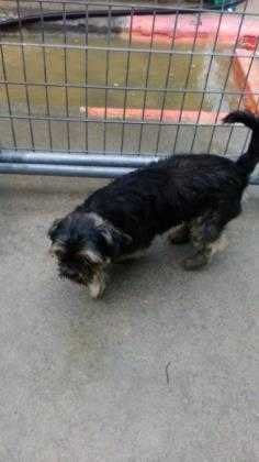 Adopt 37577090 a Black Shih Tzu / Mixed dog in West Monroe, LA (20505637)