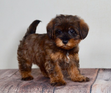 Morkie PUPPY FOR SALE ADN-120345 - Adorable Morkie Puppies Ready to go CUTE