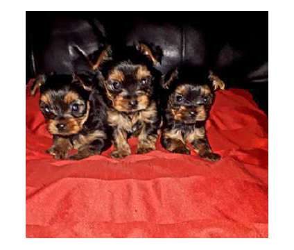 Pedigree Miniature Yorkshire Terrier Puppies