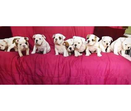 965555 English Bulldog Puppies For Sale