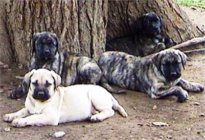Casa De Perros Canines!!
