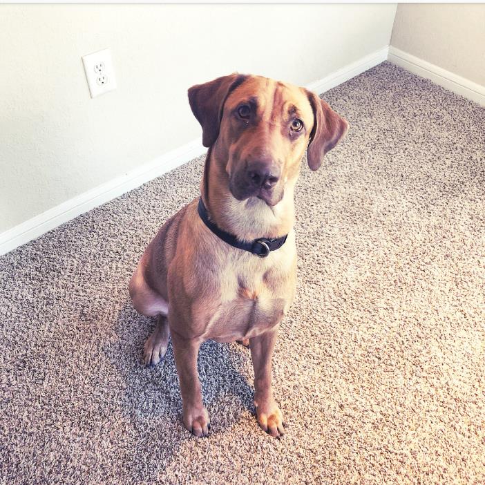 Adopt Riley a Great Dane, Redbone Coonhound
