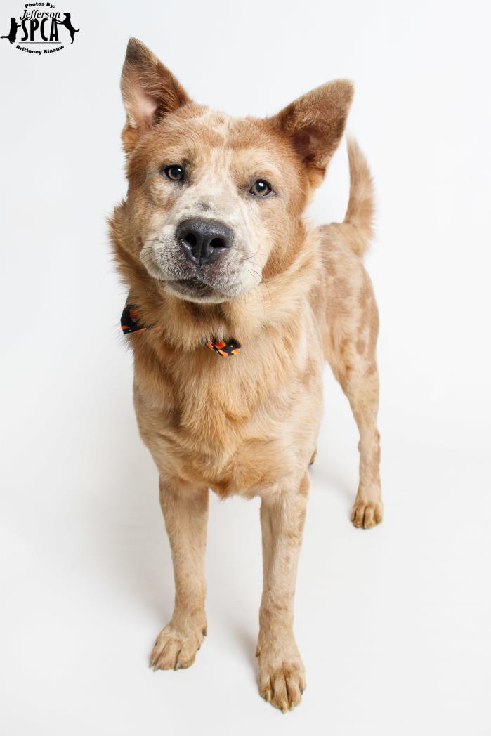 Adopt Thor - in foster home a Chow Chow, American Staffordshire Terrier