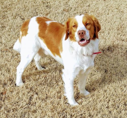 Adopt OK/Rusty Too a Brittany Spaniel, Labrador Retriever