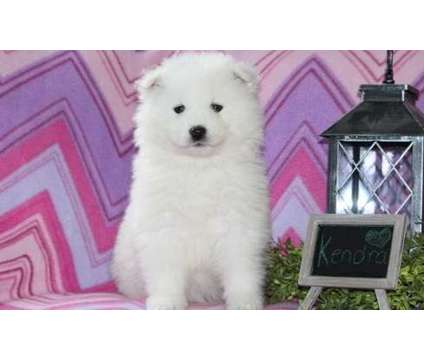 012323 Samoyed Puppies For Sale