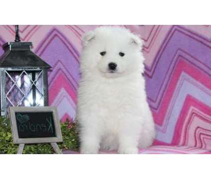 9335232 Samoyed Puppies For Sale