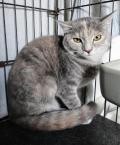 Adopt Tamika a Tortoiseshell Domestic Shorthair / Mixed (short coat) cat in