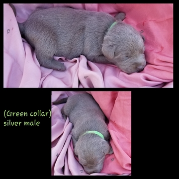 Labrador Retriever PUPPY FOR SALE ADN-120400 - AKC Dilute labrador retriever