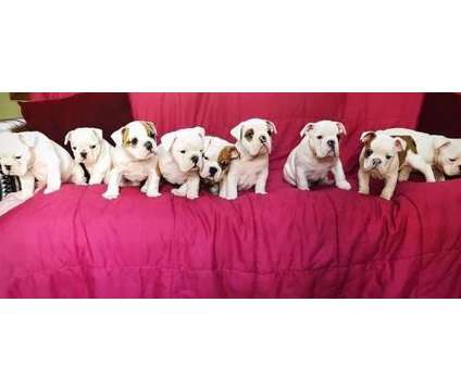 Ukfjfjf English Bulldog Puppies For Sale