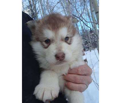 XMAS Alaskan Malamute Puppies puppies AKC fff