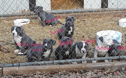 American Pit Bull Terrier PUPPY FOR SALE ADN-120423 - PURPLE RIBBON Blue