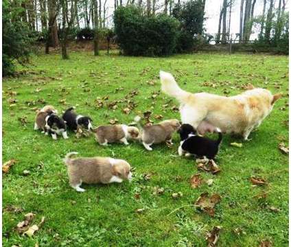 Trained Pembroke welsh corgi puppies AKC asbsdh