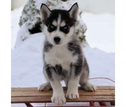 AZXS43 Siberian Husky Pups For Sale