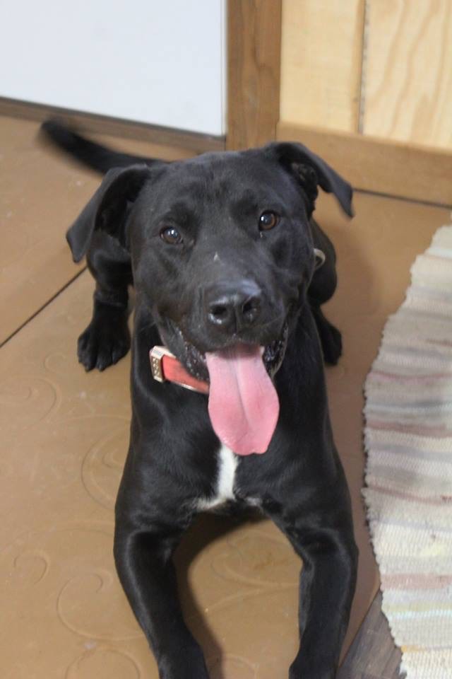 Adopt Velcro a Black - with White Labrador Retriever / Terrier (Unknown Type