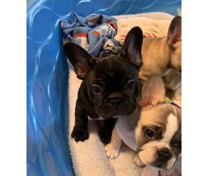 Okdjdh French Bulldog Puppies for Sale