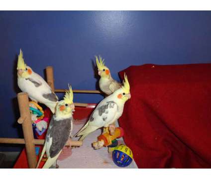 Hand Fed Baby Pied Cockatiels