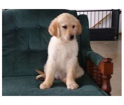 Olflfklskfls Golden Retriever Puppies For Sale