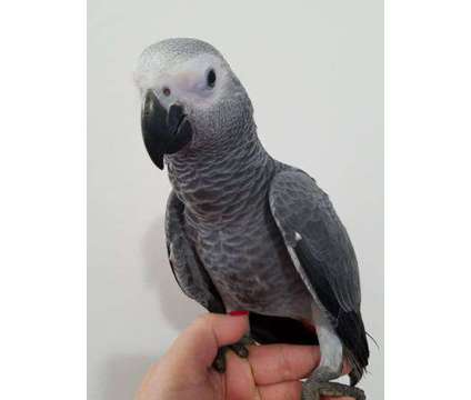 djfjsf male and female african gray and other birds ready to go for new homes