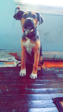 Rottweiler-American Pit Bull Terrier PUPPY FOR SALE ADN-120288 - RottWeiler Amer