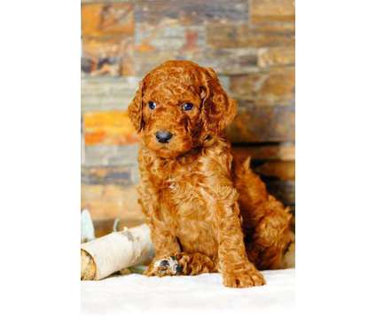 AKC Red Poodle