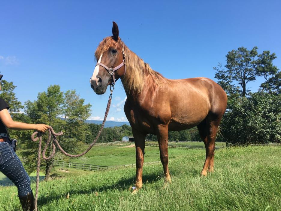 Fabulous project horse for sale