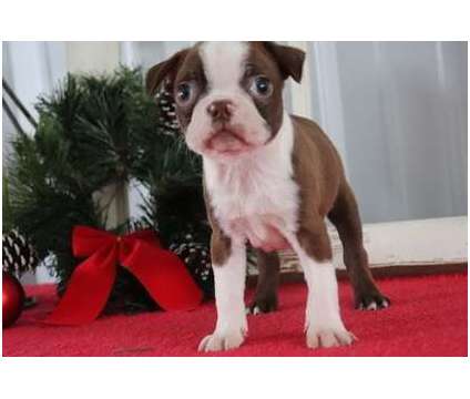 bndghrsd Boston Terrier puppies available