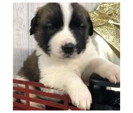 ncghdrn Saint Bernard puppies available