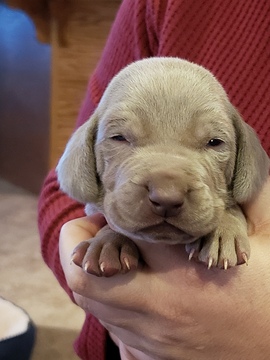 Weimaraner PUPPY FOR SALE ADN-110373 - Silver Weimaraner Male Puppy