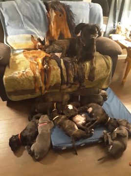 Cane Corso PUPPY FOR SALE ADN-120136 - 6 puppies left