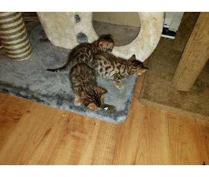 hvcg Bengal kittens available