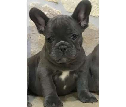 bndthr French bulldog puppies available